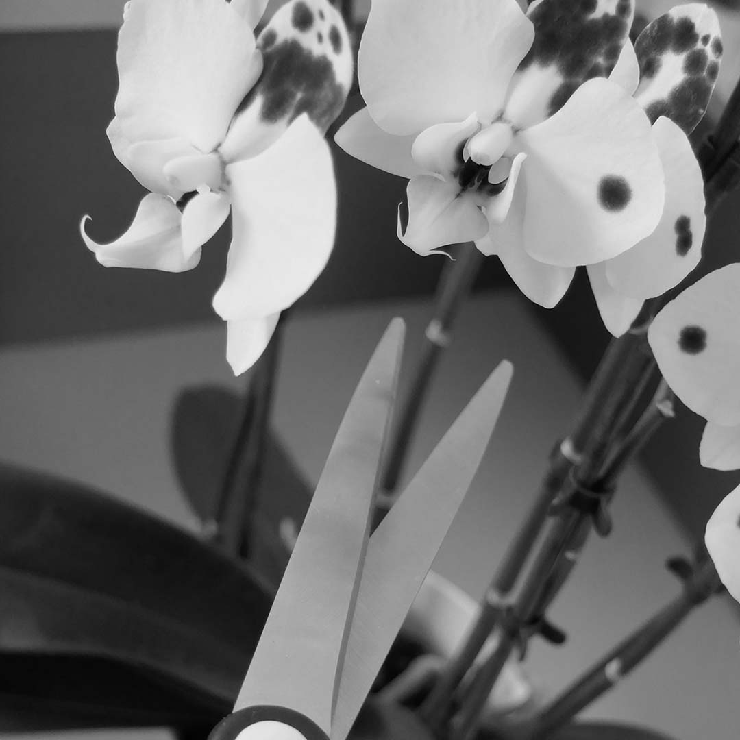 Orchideen schneiden: Tipps & Techniken für gesundes Wachstum + Blütenpracht ✓