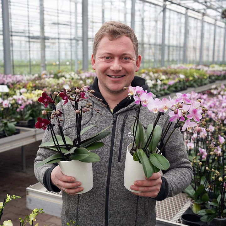 Weiß & Violett gepunktete Orchidee | Optional mit Übertopf