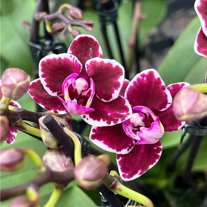 Bunte mini Orchideen im Angebote der Woche