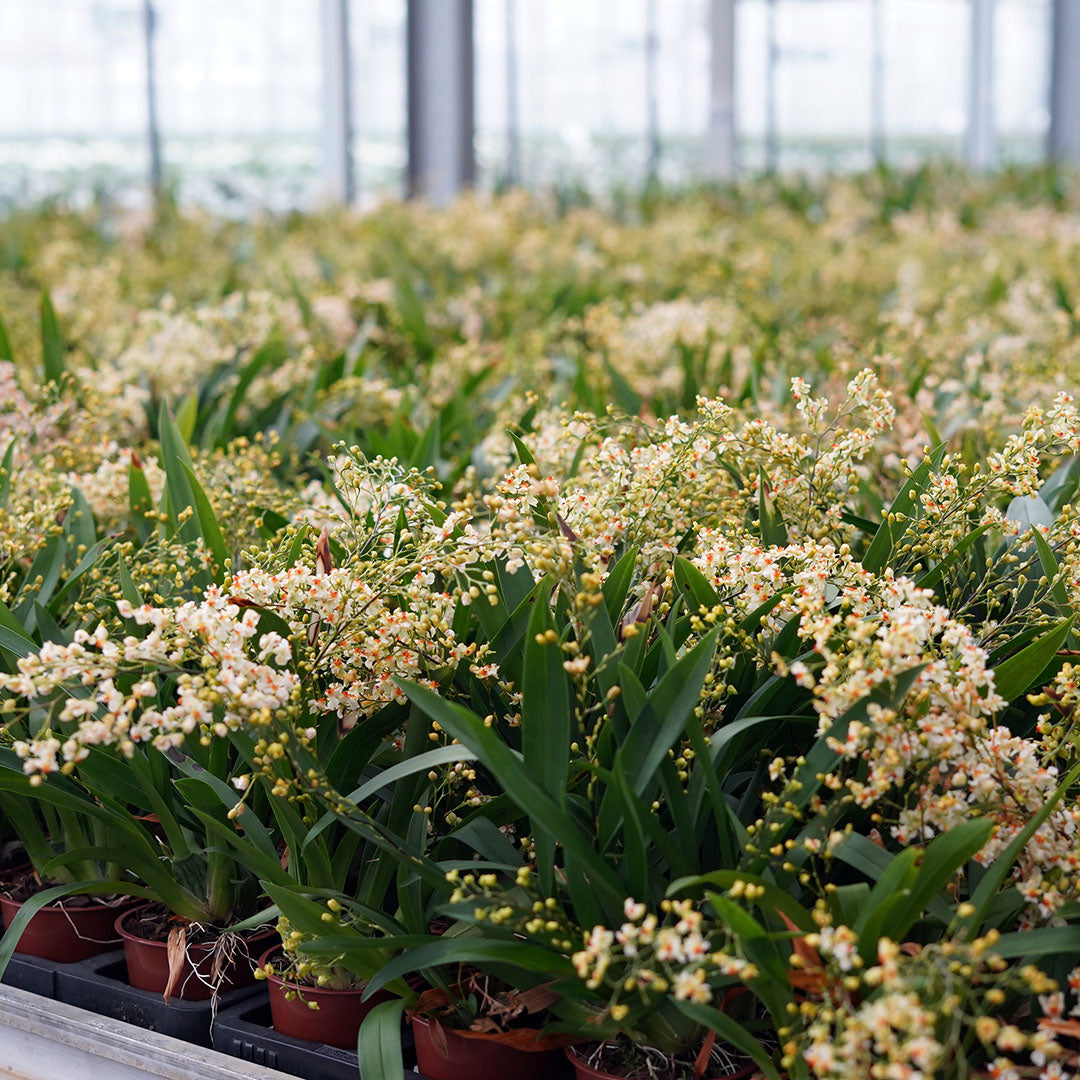 Oncidium Orchideen 2er Paket | Duftorchideen