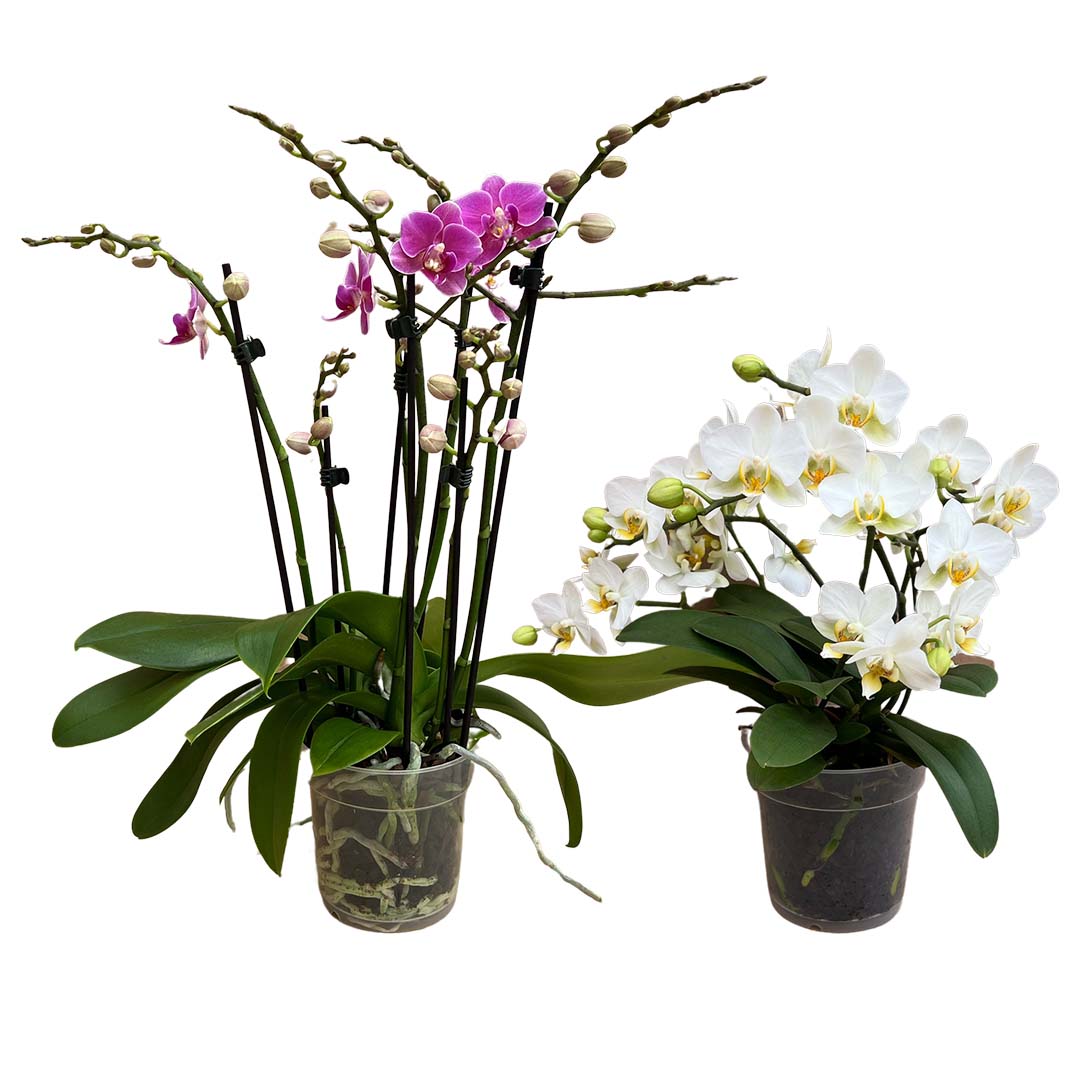 Orchideen-Paket der Woche | Optional mit Übertöpfe