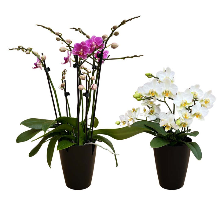 Orchideen-Paket der Woche | Optional mit Übertöpfe