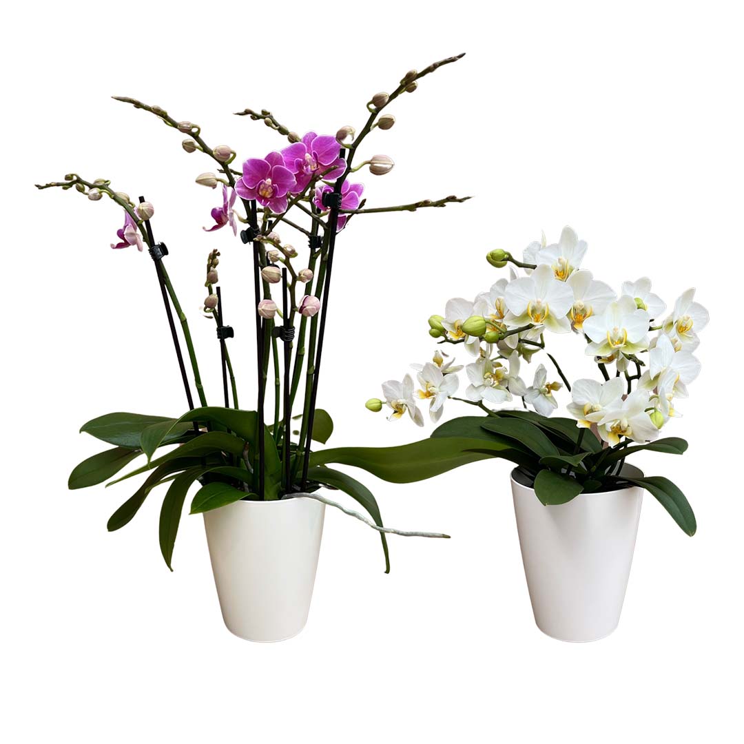 Orchideen-Paket der Woche | Optional mit Übertöpfe