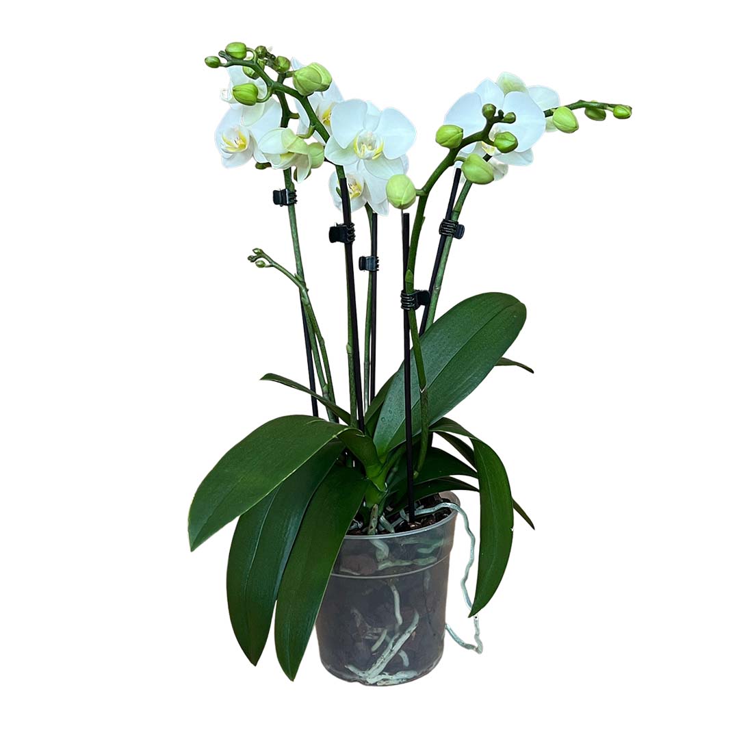 4 - 5 rispige Orchidee | Optional mit Übertopf