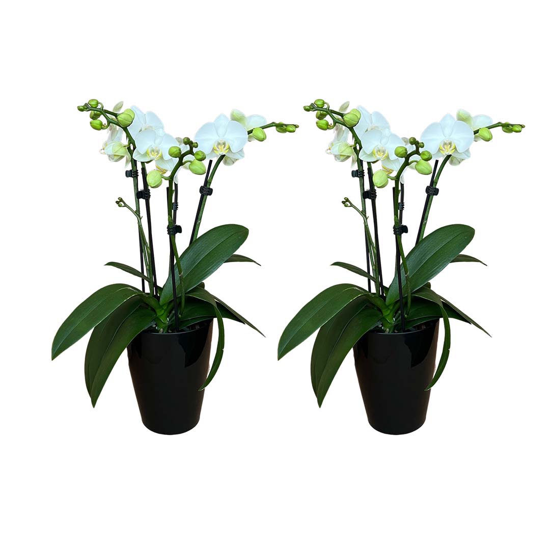 4 - 5 rispiges Orchideen 2er Paket + Übertöpfe