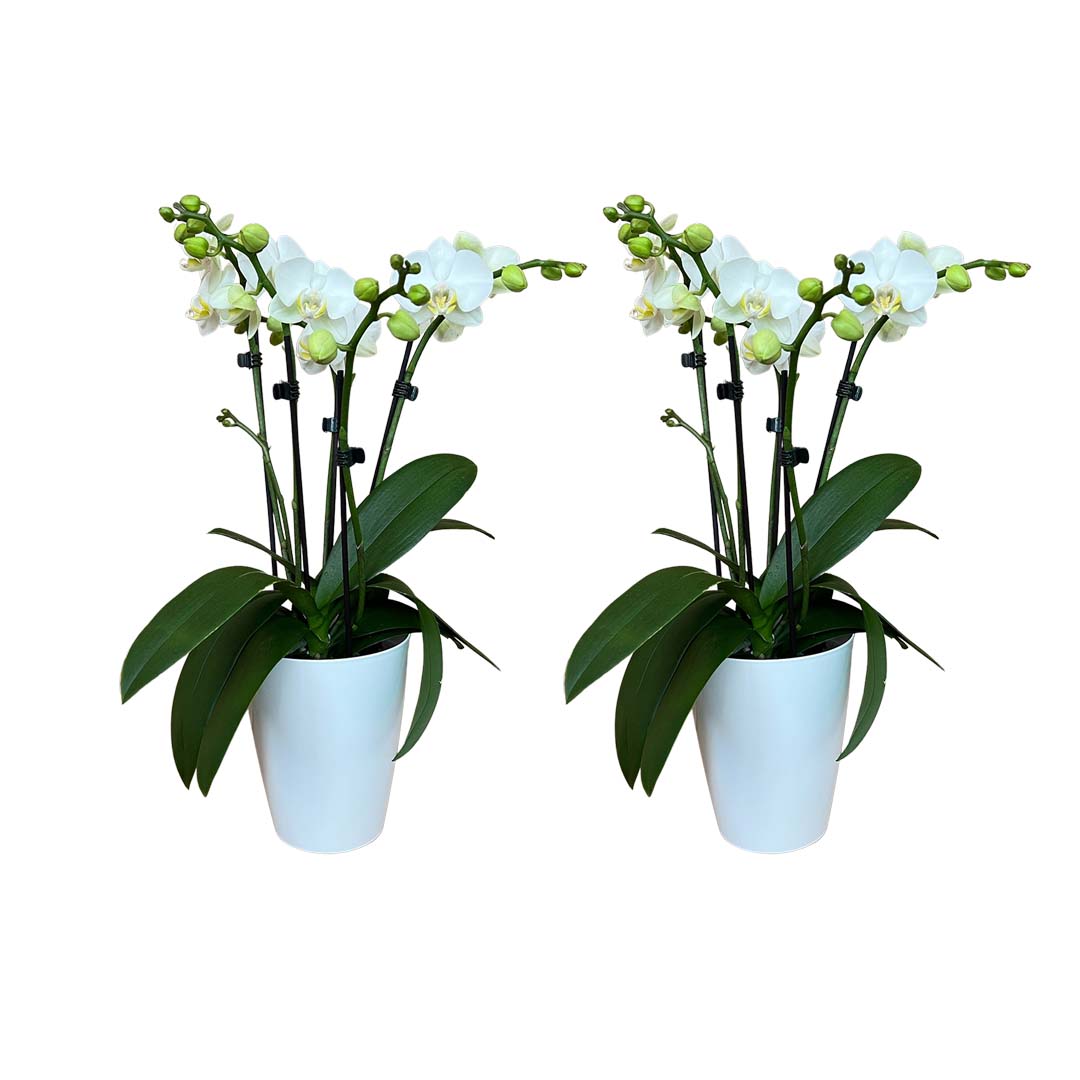 4 - 5 rispiges Orchideen 2er Paket + Übertöpfe