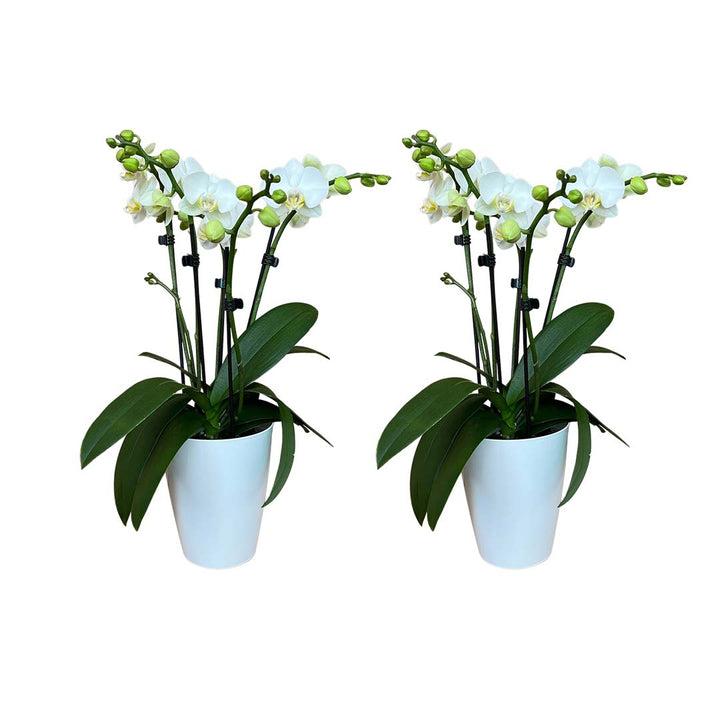 4 - 5 rispiges Orchideen 2er Paket + Übertöpfe