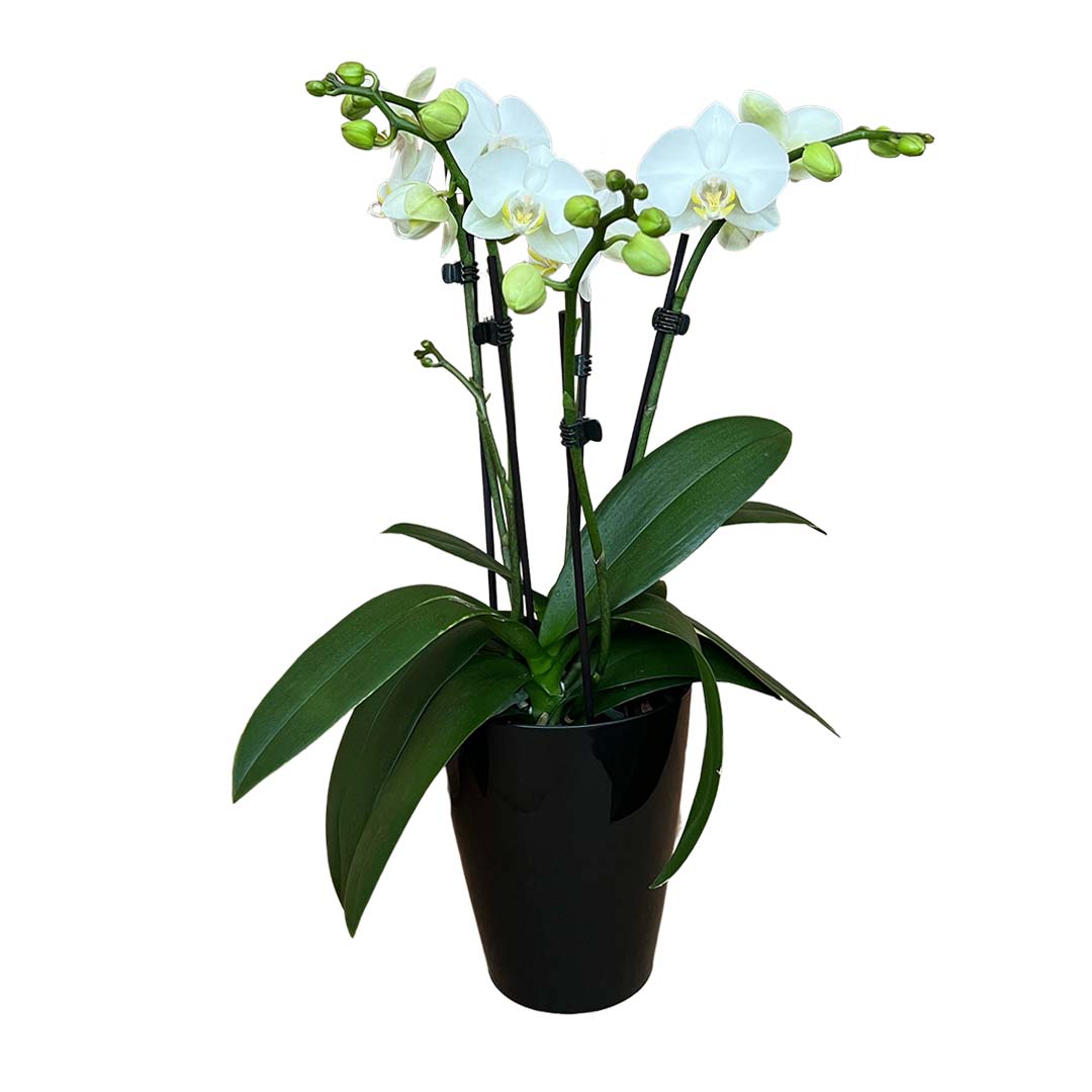 4 - 5 rispige Orchidee | Optional mit Übertopf