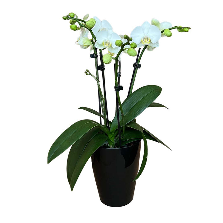 4 - 5 rispige Orchidee | Optional mit Übertopf