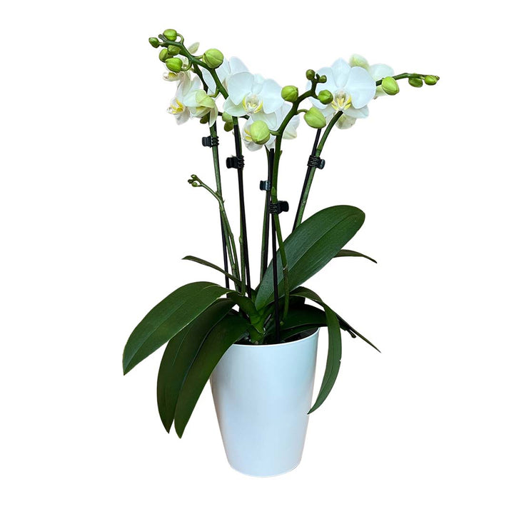 4 - 5 rispige Orchidee | Optional mit Übertopf