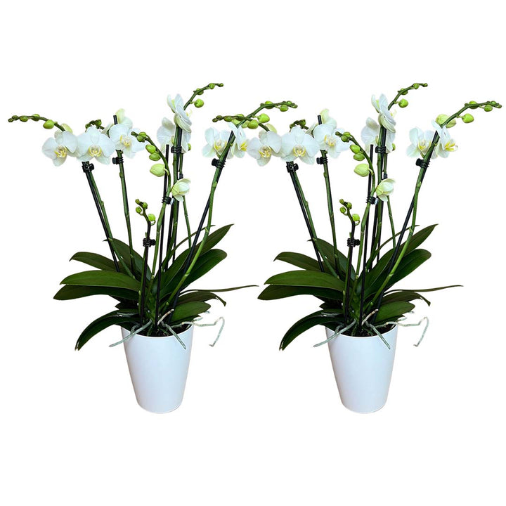 6 - 7 rispiges Orchideen 2er Paket + Übertöpfe
