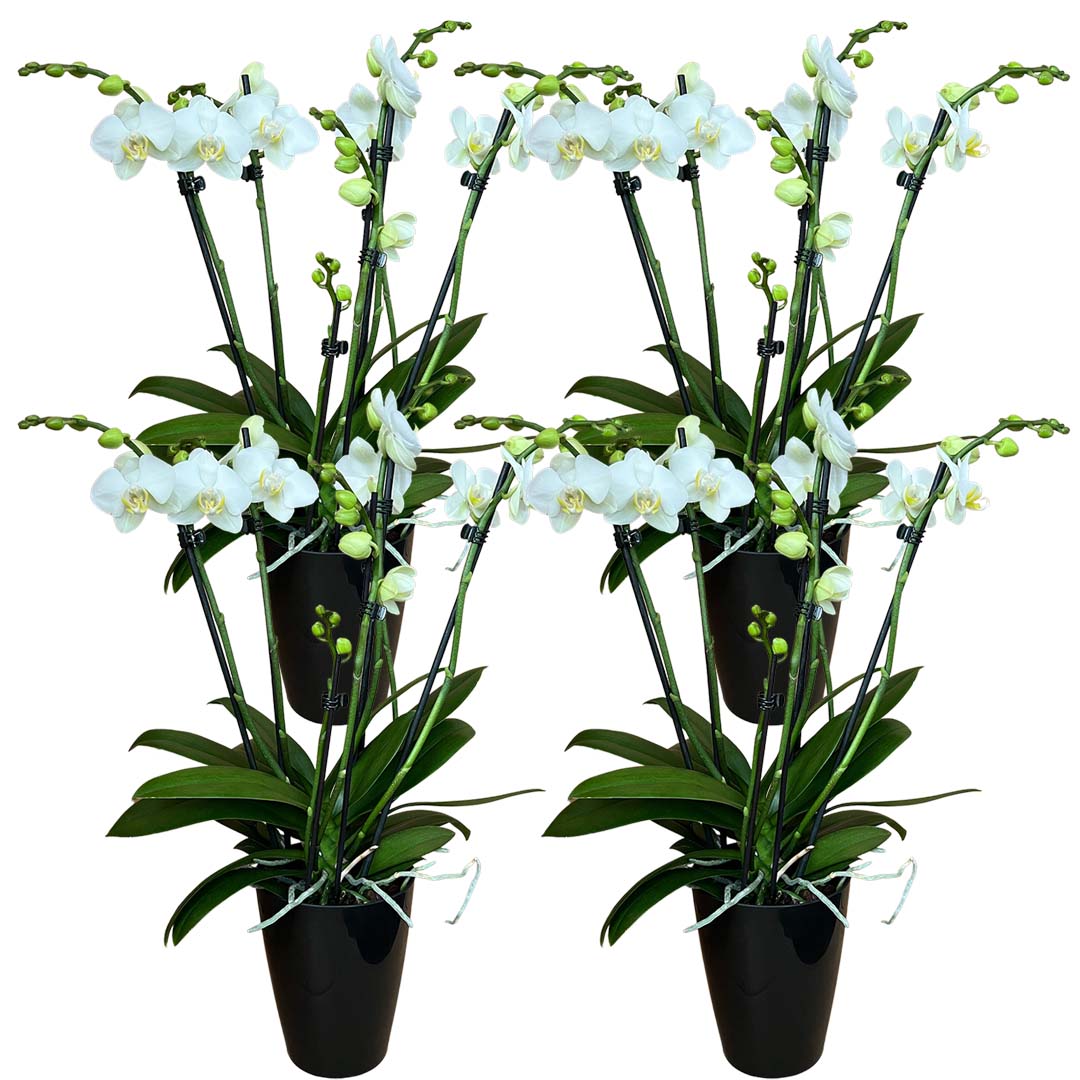 6 - 7 rispiges Orchideen 4er Paket + Übertöpfe