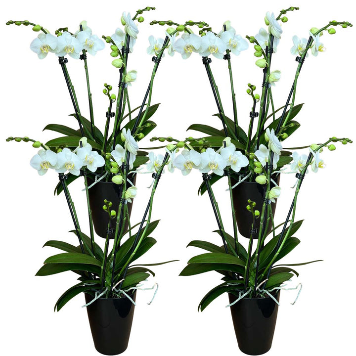 6 - 7 rispiges Orchideen 4er Paket + Übertöpfe