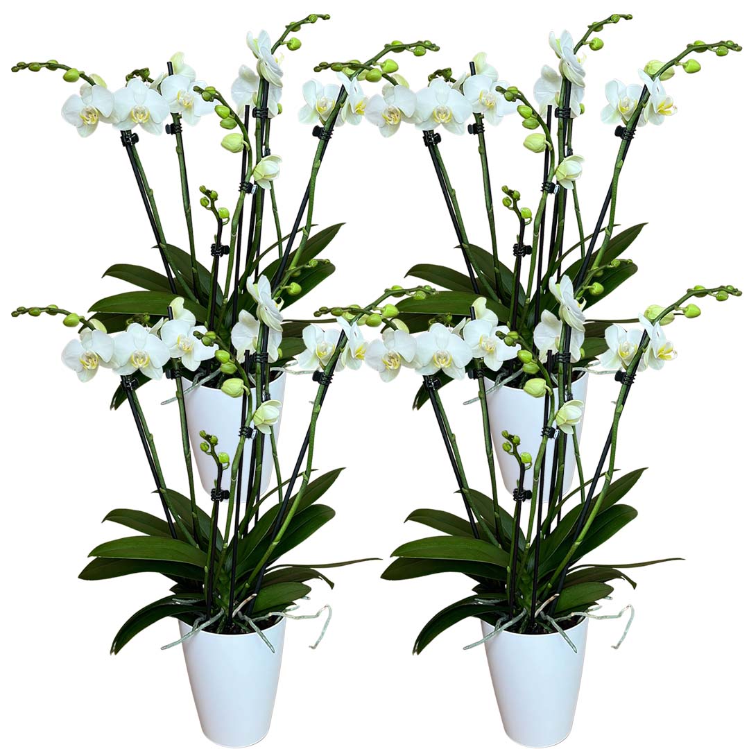 6 - 7 rispiges Orchideen 4er Paket + Übertöpfe