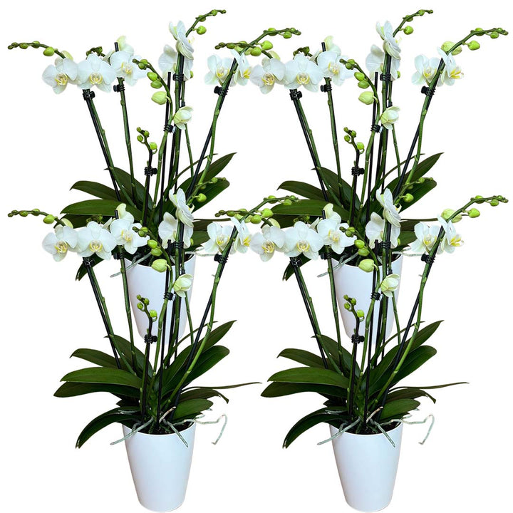 6 - 7 rispiges Orchideen 4er Paket + Übertöpfe