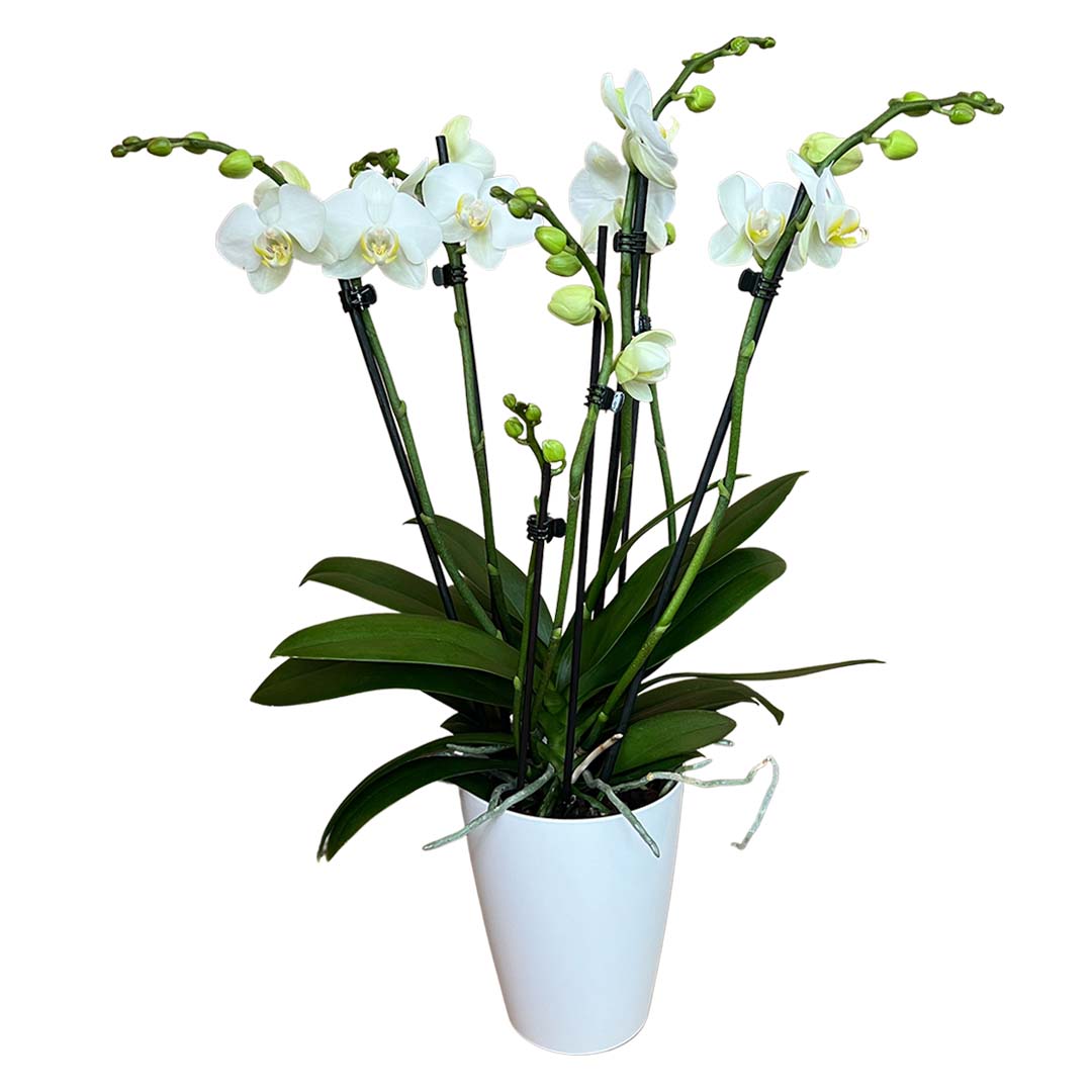 6 - 7 rispige Orchidee | Optional mit Übertopf