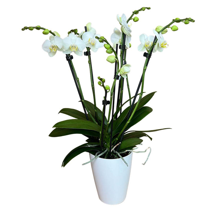 6 - 7 rispige Orchidee | Optional mit Übertopf