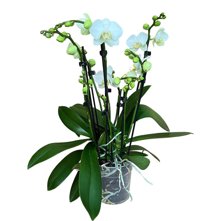 8+ rispige Orchidee | Optional mit Übertopf