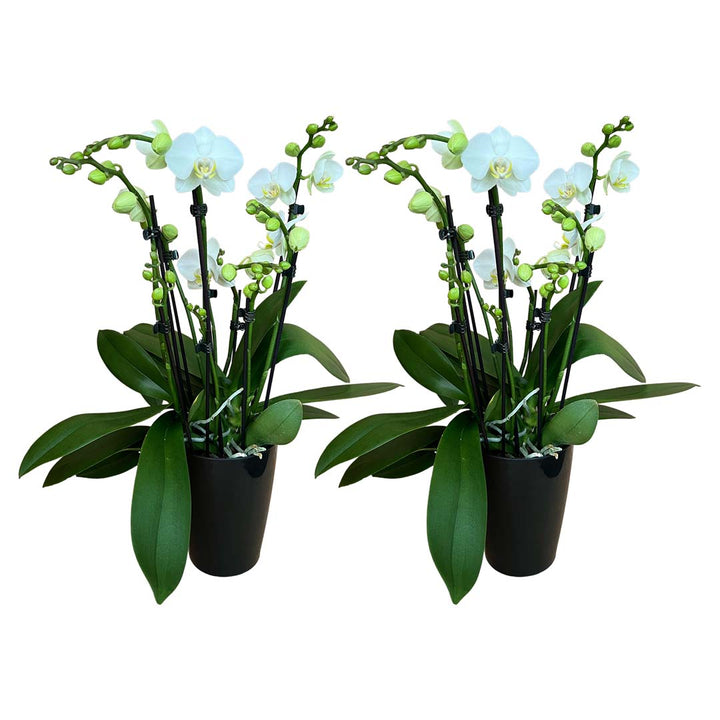 8+ rispige Orchideen + Übertöpfe