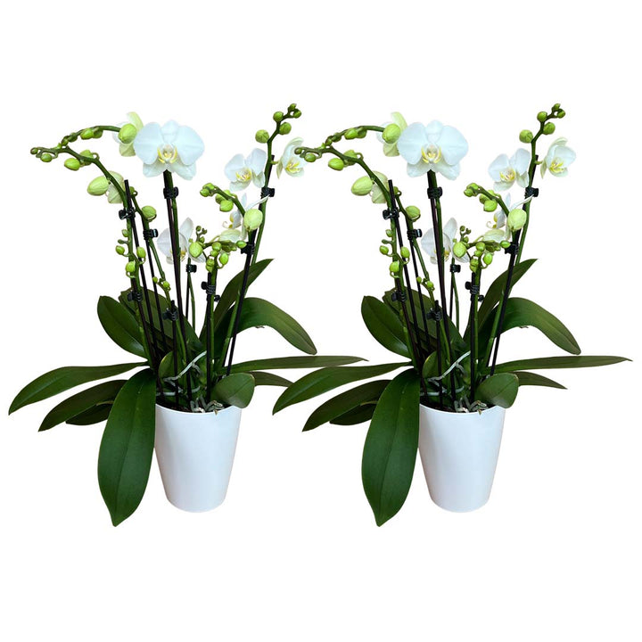 8+ rispige Orchideen + Übertöpfe