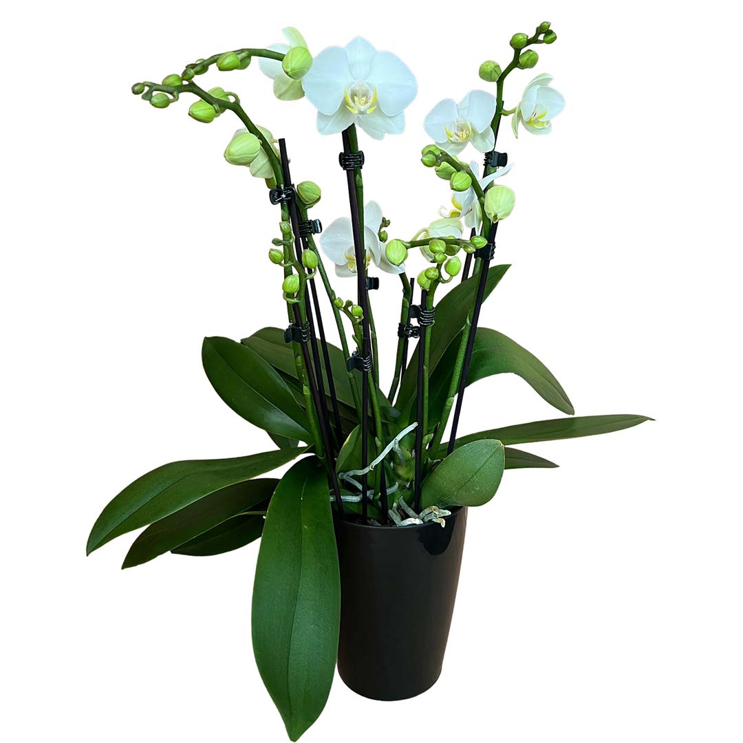 8+ rispige Orchidee | Optional mit Übertopf