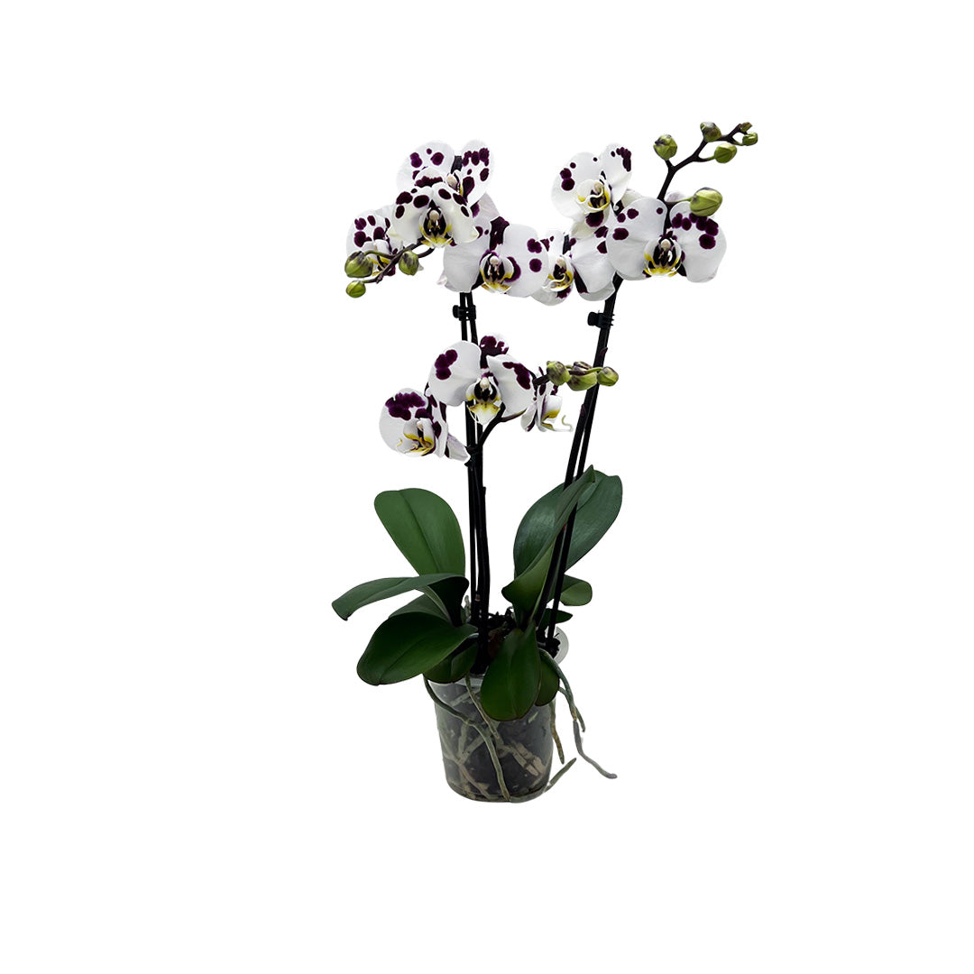 Alice Violett gepunktete Orchidee | Optional mit Übertopf