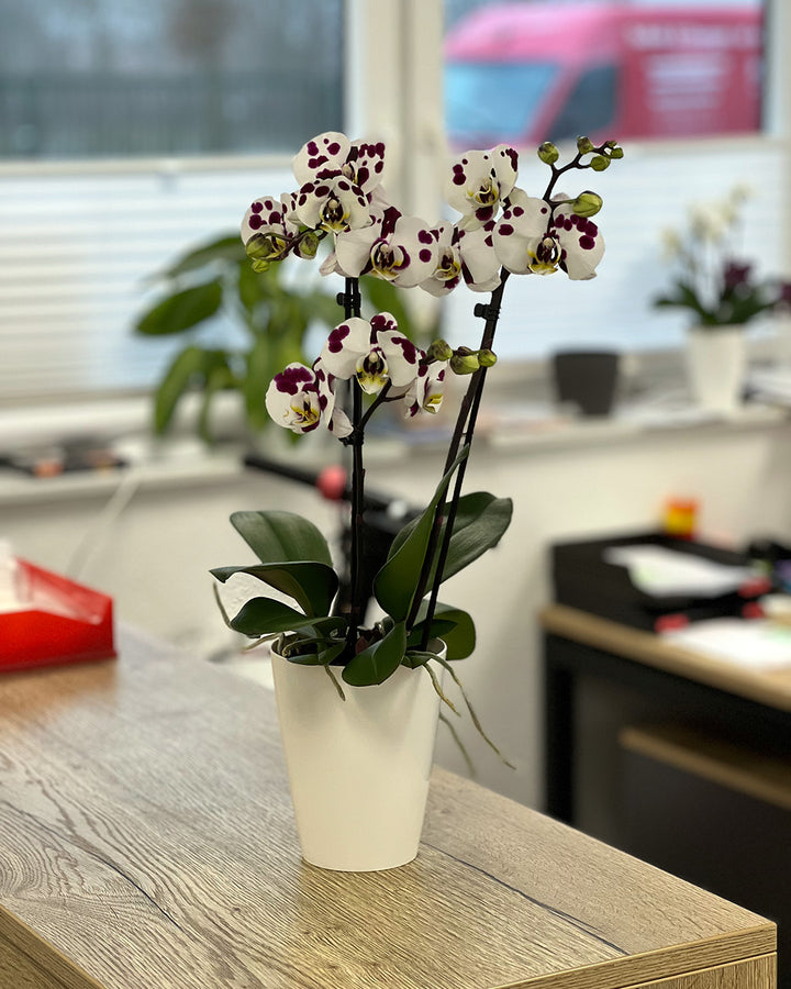 Alice Violett gepunktete Orchidee | Optional mit Übertopf