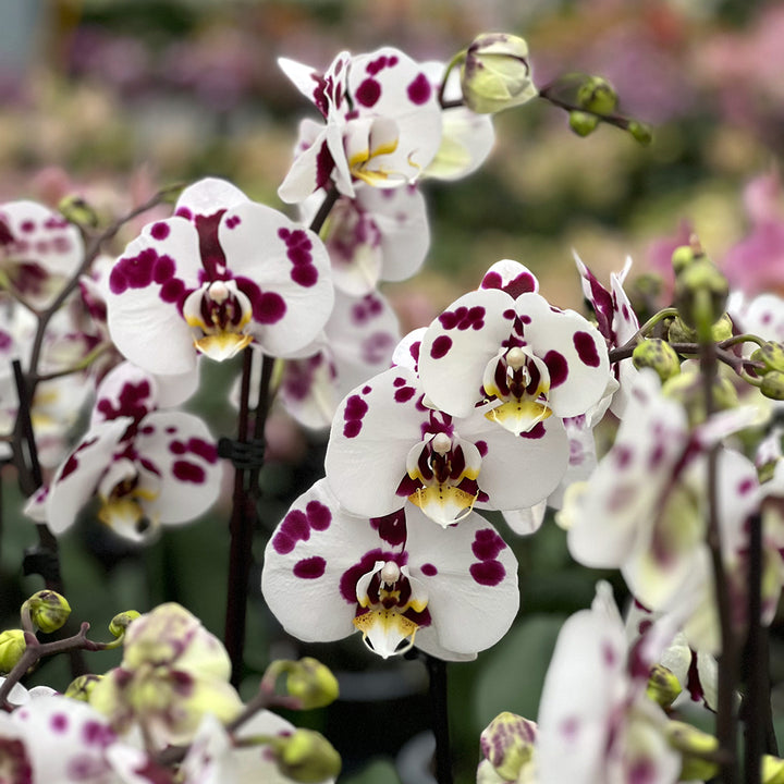 Alice Violett gepunktete Orchidee | Optional mit Übertopf