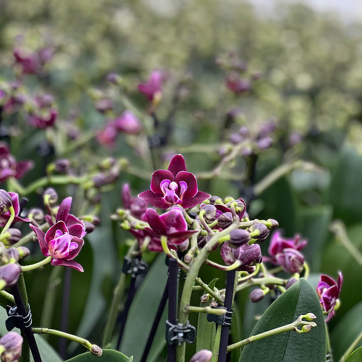 Aliyah dunkelrote Orchidee | Optional mit Übertopf