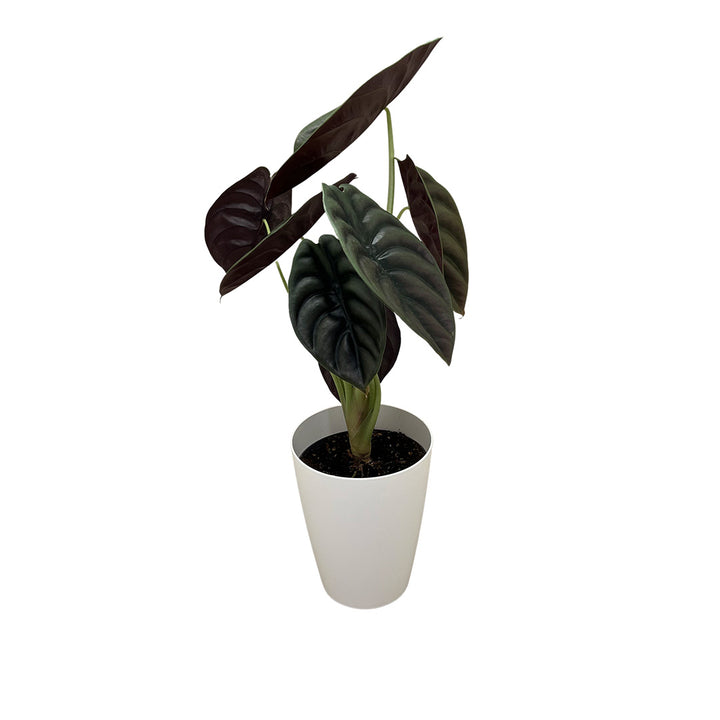 Alocasia Cuprea Red | Inklusive weißem Übertopf