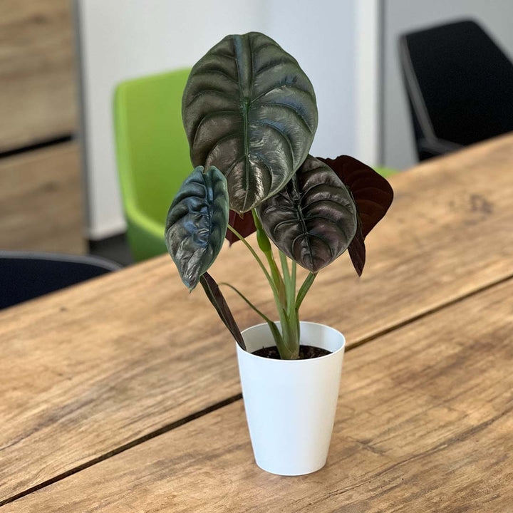 Alocasia Cuprea Red | Inklusive weißem Übertopf