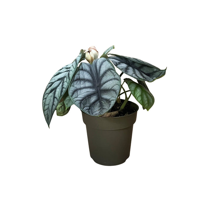 Alocasia Dragon Scale | Optional mit Übertopf
