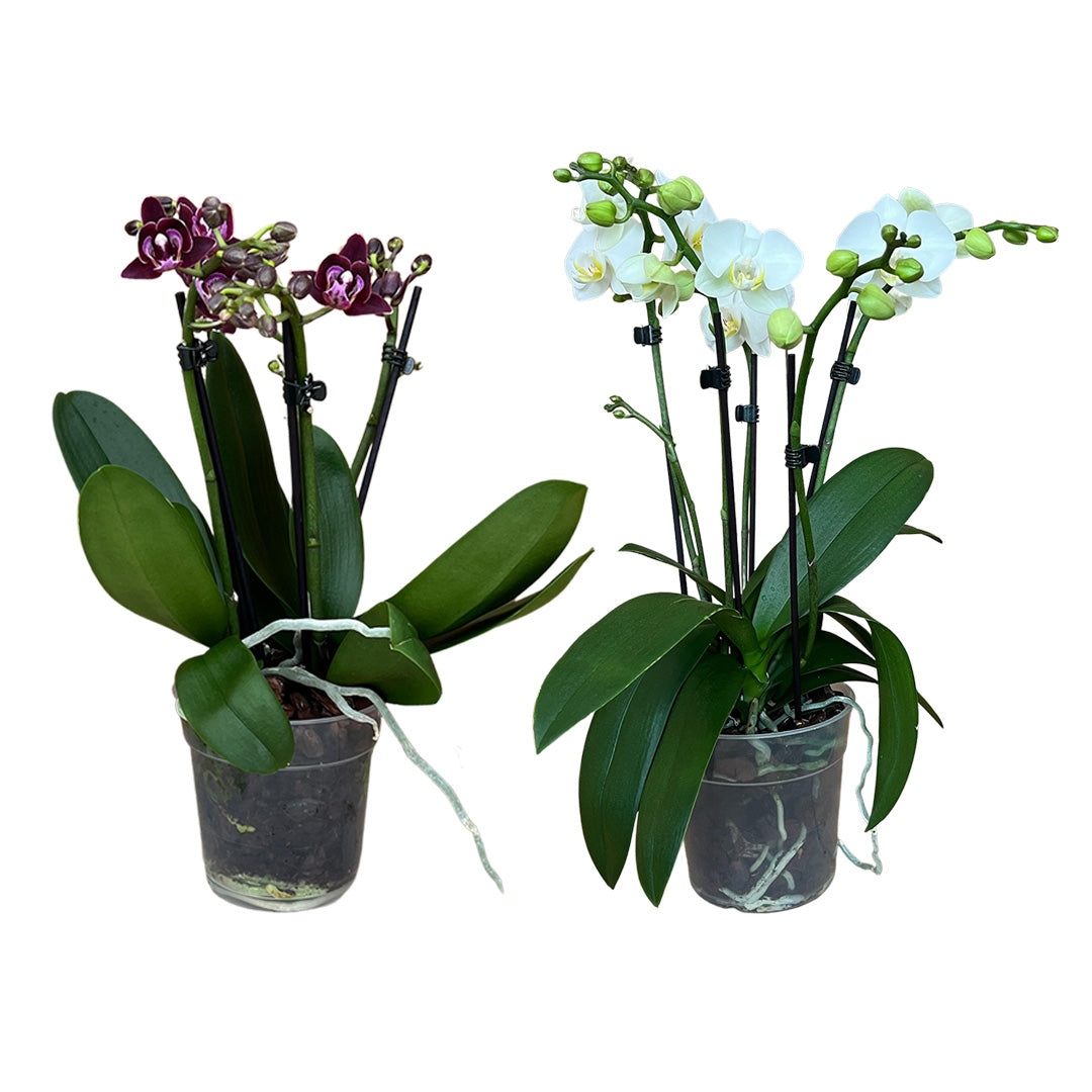 OrchideenAngebote der Woche + BlumenPakete