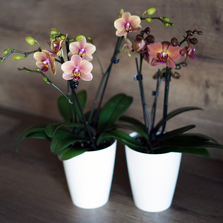 Rötliche Orchidee | Optional mit Übertopf