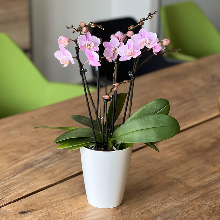 Angel Eyes hellrosane Orchidee | Optional mit Übertopf