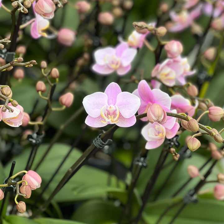 Angel Eyes hellrosane Orchidee | Optional mit Übertopf
