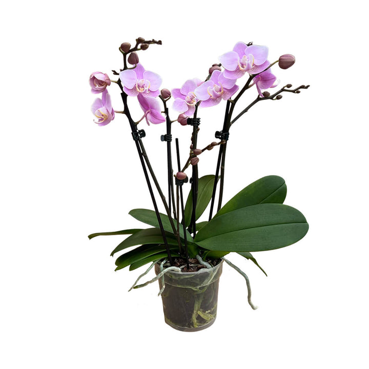 Angel Eyes hellrosane Orchidee | Optional mit Übertopf