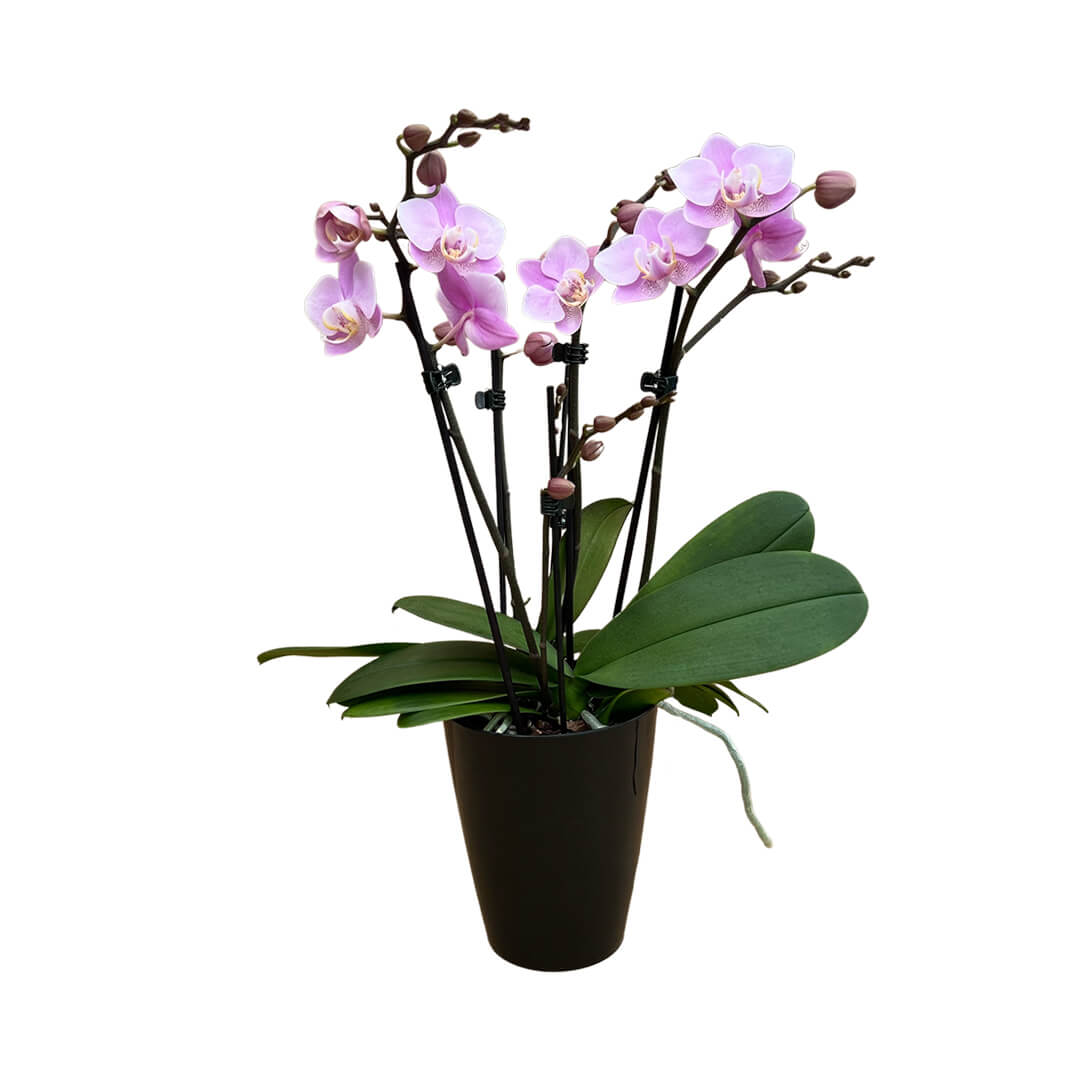 Angel Eyes hellrosane Orchidee | Optional mit Übertopf