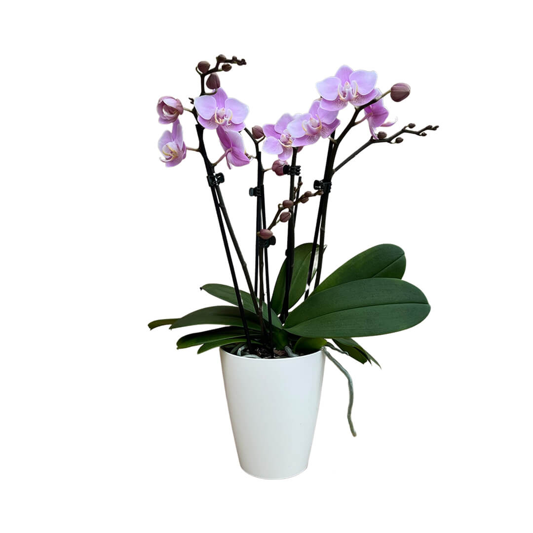 Angel Eyes hellrosane Orchidee | Optional mit Übertopf