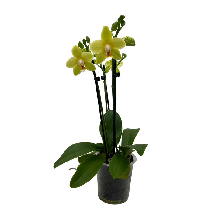 Gelbe Orchideen-Neuheit | Optional mit Übertopf