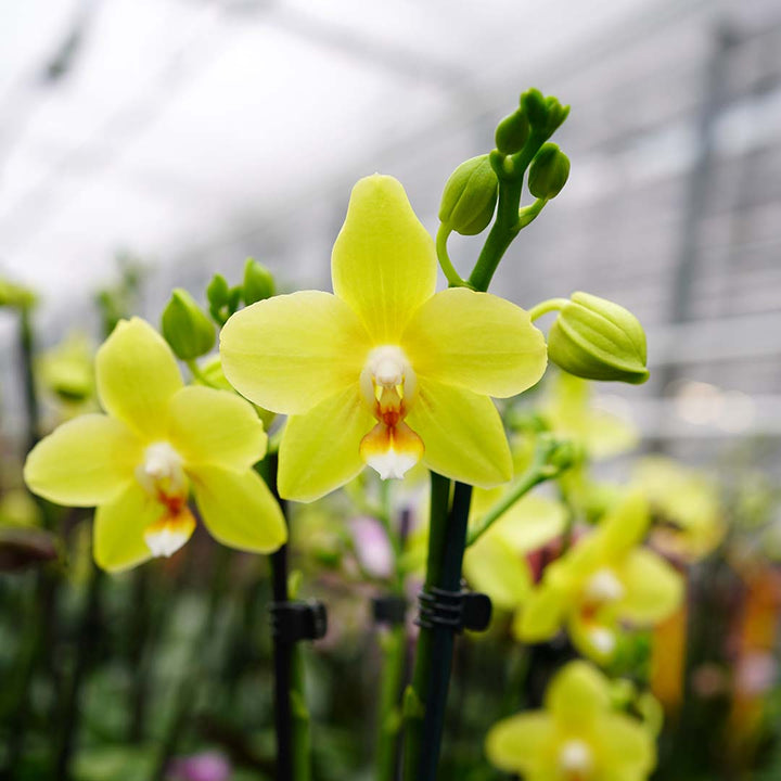Gelbe Orchideen-Neuheit | Optional mit Übertopf