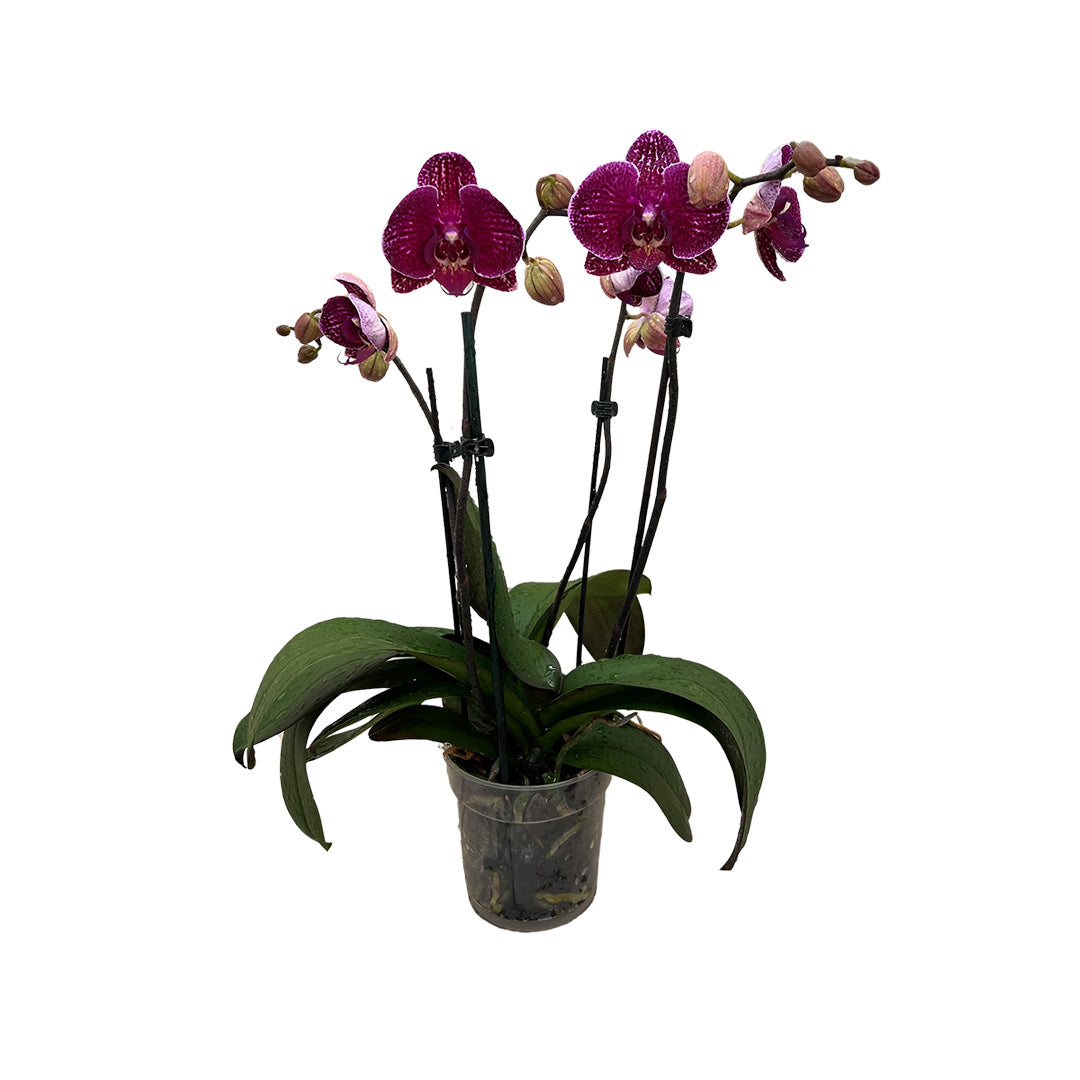 Binti rötliche Orchidee | Großblumige Orchideen-Sorte
