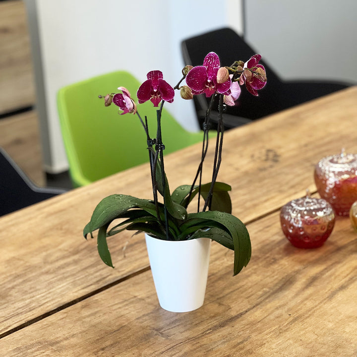 Binti rötliche Orchidee | Großblumige Orchideen-Sorte
