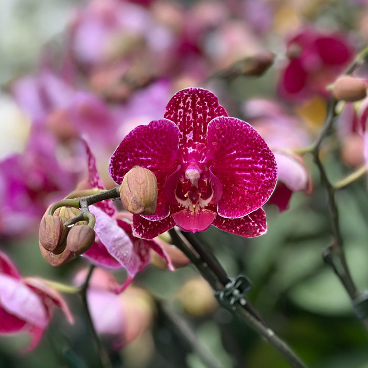 Binti rötliche Orchidee | Großblumige Orchideen-Sorte