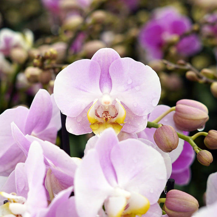 1 - 2 rispiges, buntes Orchideen 6er Paket | 9cm Topf