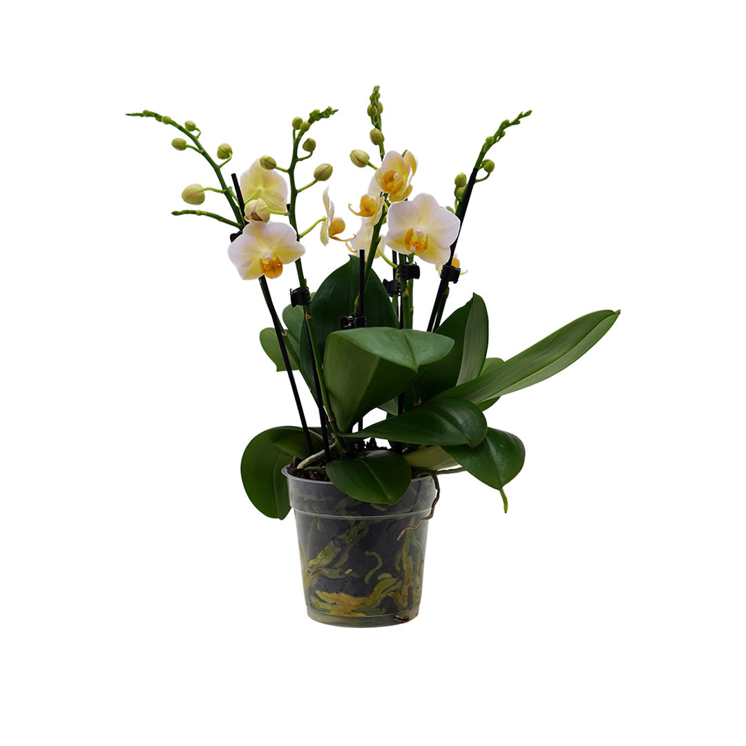 Burgundy gelbes Orchidee | Optional mit Übertopf