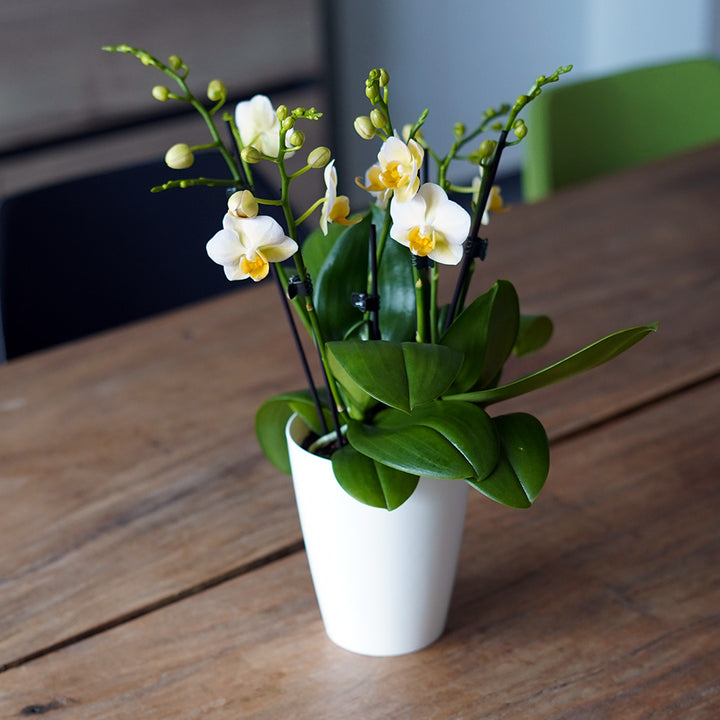 Burgundy gelbes Orchidee | Optional mit Übertopf