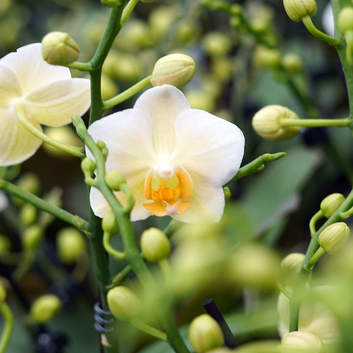 Burgundy gelbes Orchidee | Optional mit Übertopf
