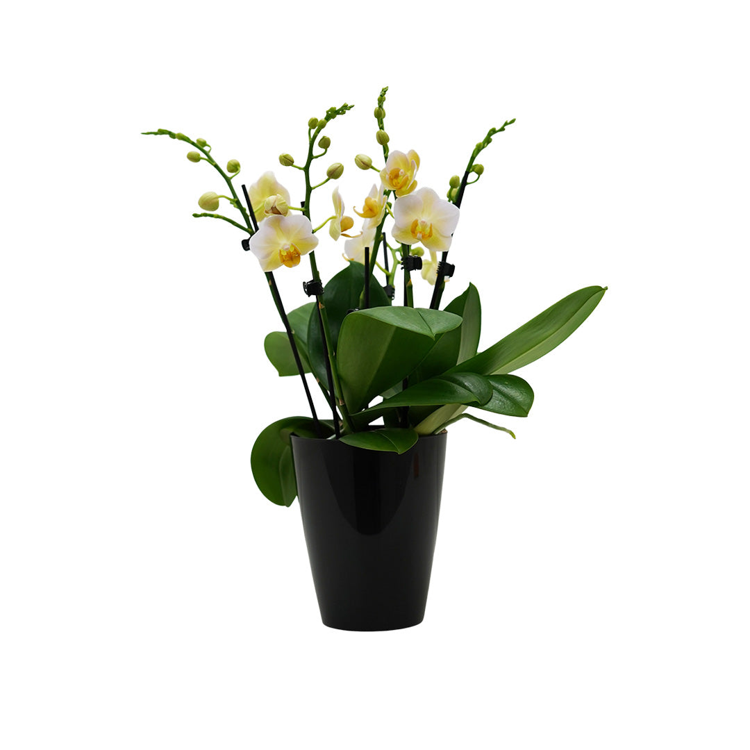 Burgundy gelbes Orchidee | Optional mit Übertopf