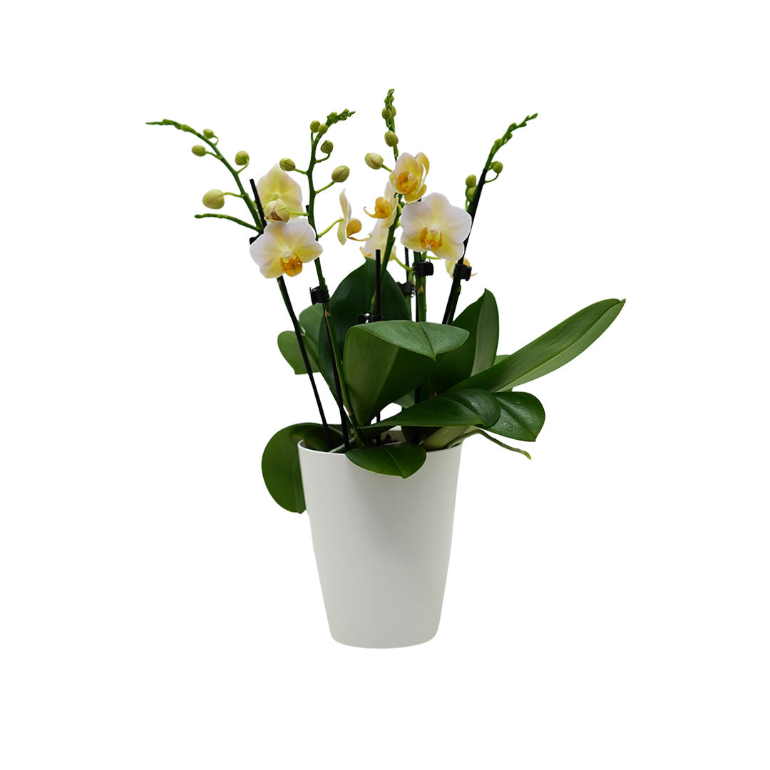 Burgundy gelbes Orchidee | Optional mit Übertopf